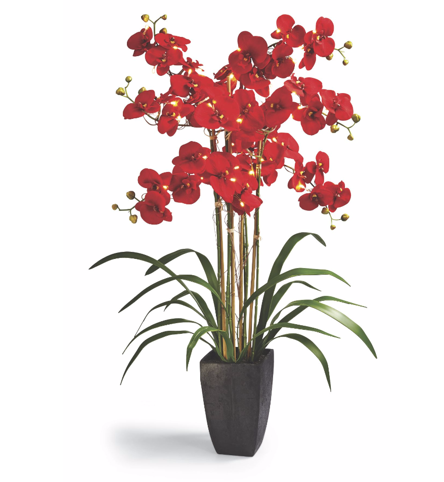 Lit Phalaenopsis Orchid in Pot